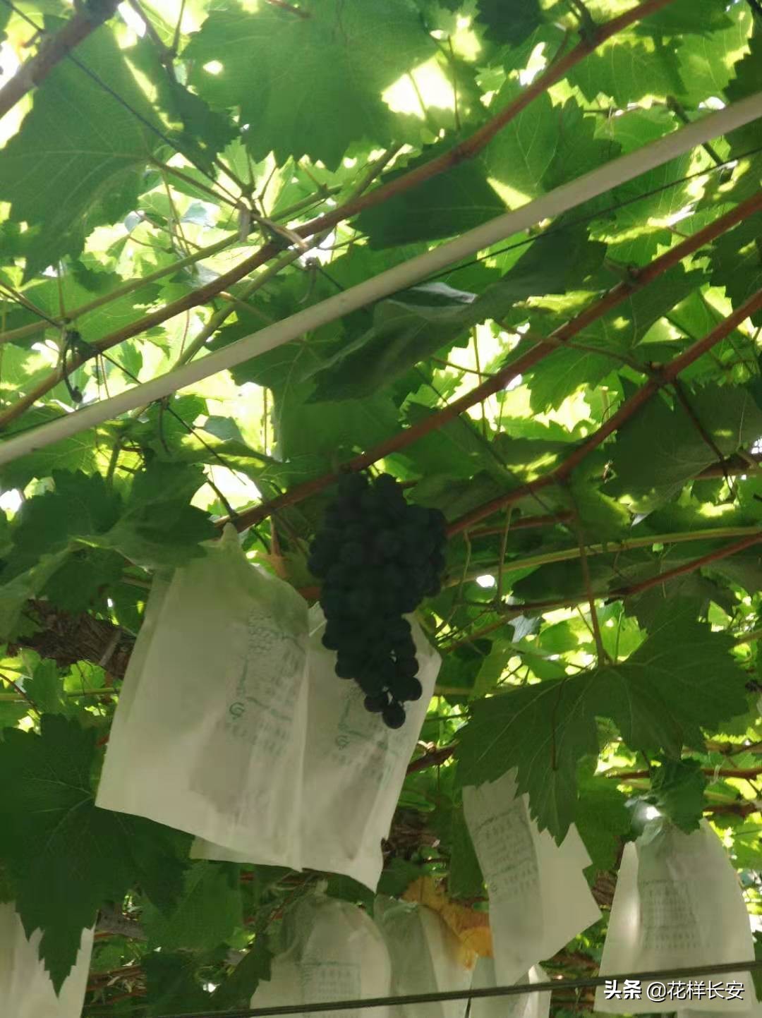 葡萄熟了玩耍视频,葡萄熟了采摘园