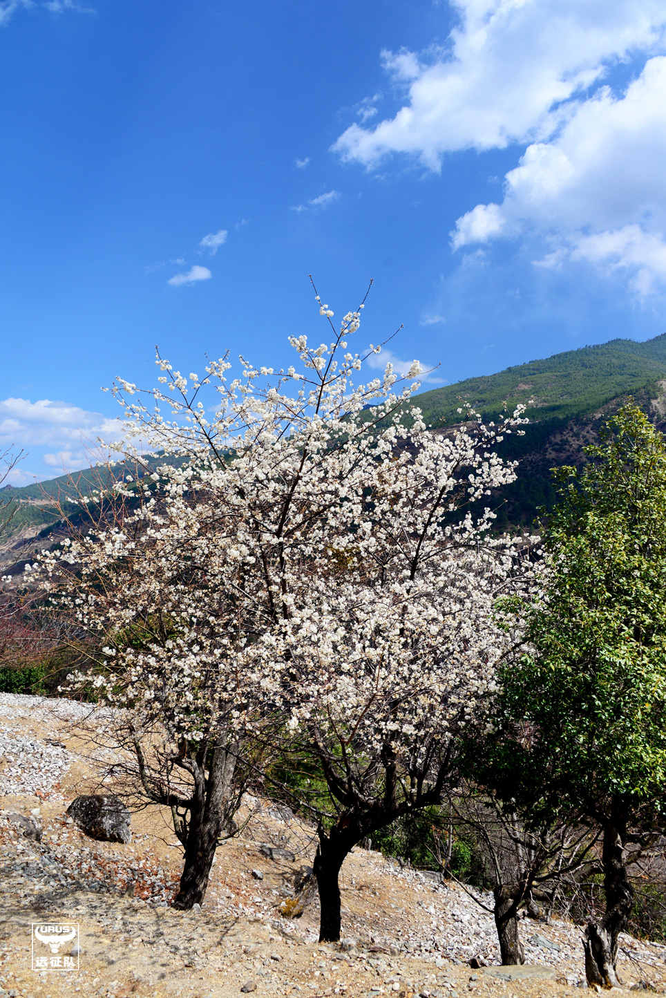 稻城亚丁至玛娜茶金如何走,四川木里县到玛娜茶金自驾