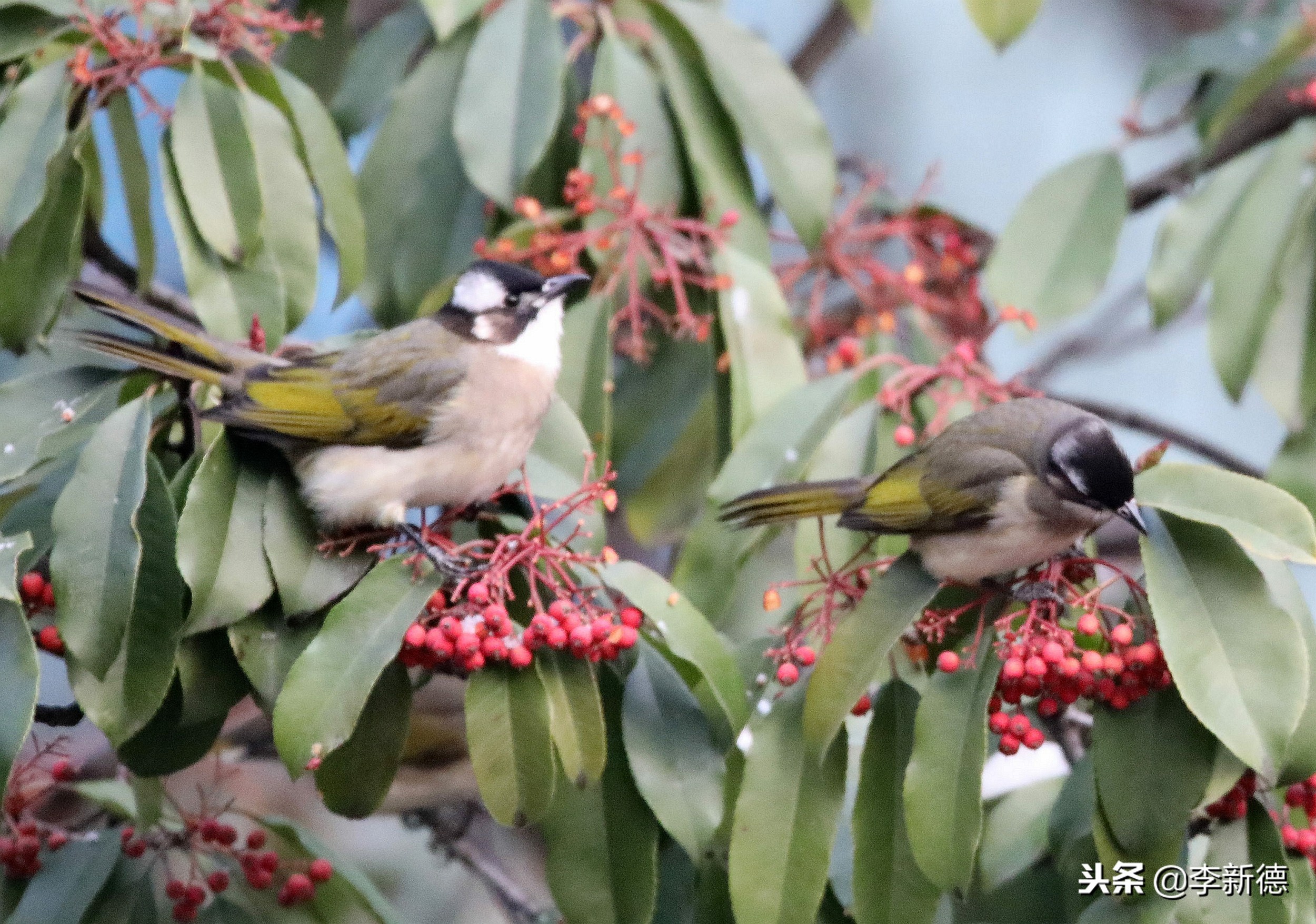 合肥拍到的小鸟,合肥乌鸟