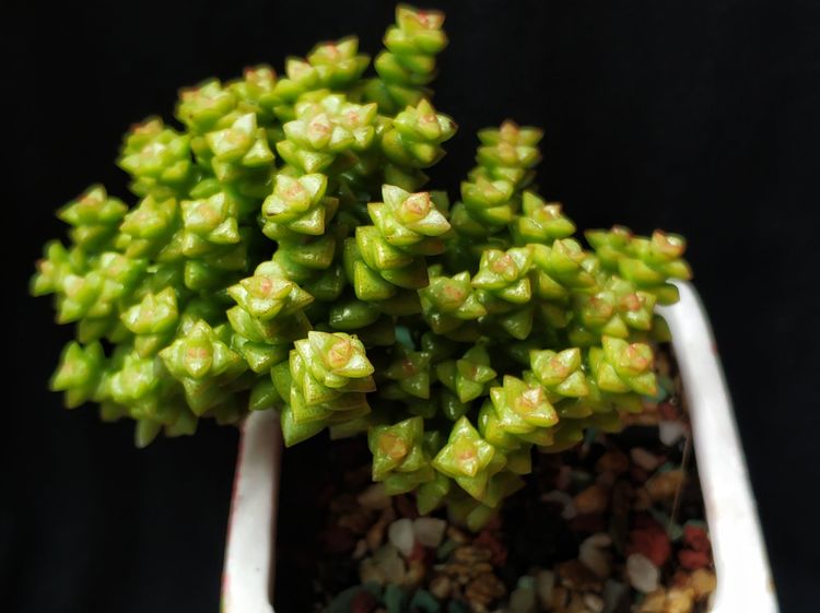 记录多肉长大的全过程,记录所有多肉成长过程