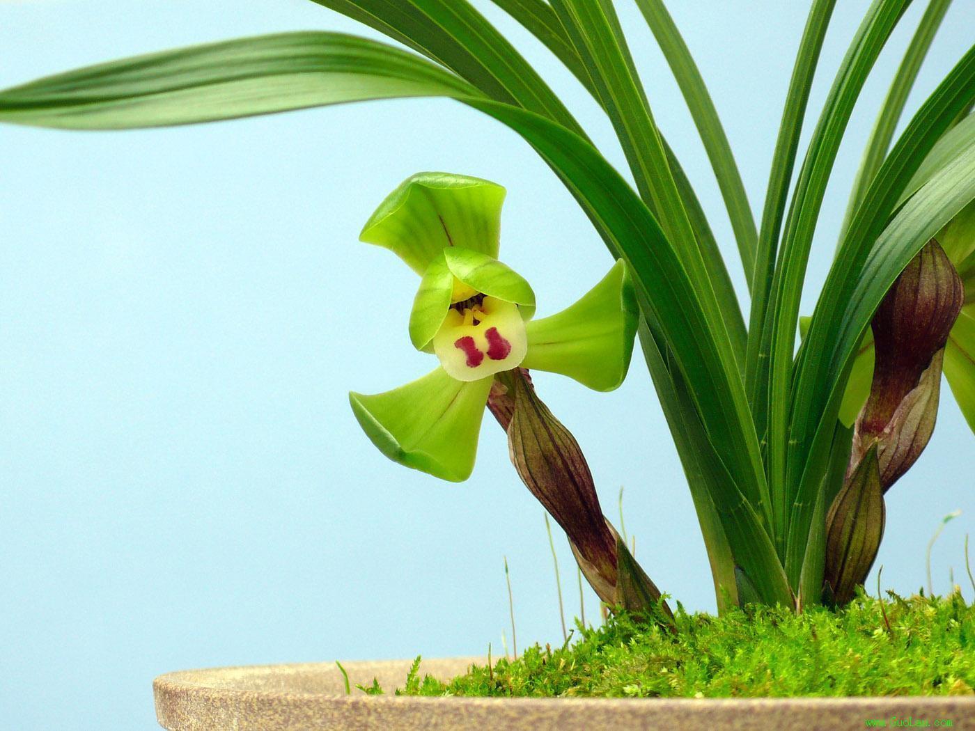 一般养兰人爱买什么价位的兰花,养兰高手传授真正兰花生长环境