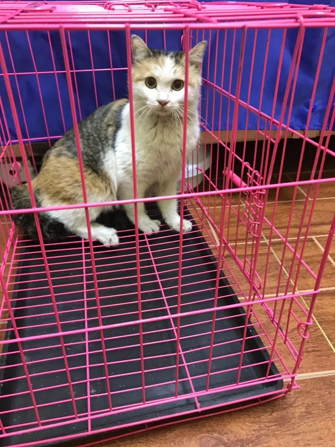 央视直播间猫叫背后原因,央视养猫辟谣