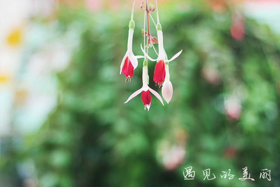 百万葵园有多坑,百万葵园免门票