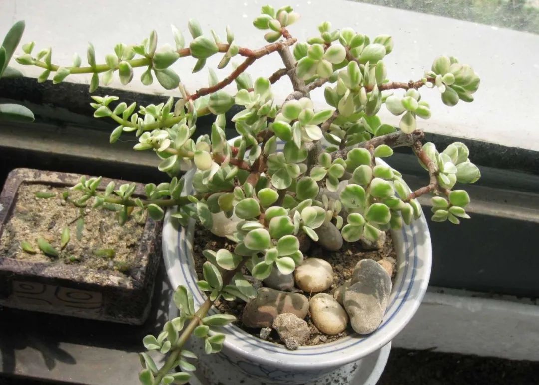 金枝玉叶雅乐之舞冬天怎么养,雅乐之舞多肉怎么才会开花