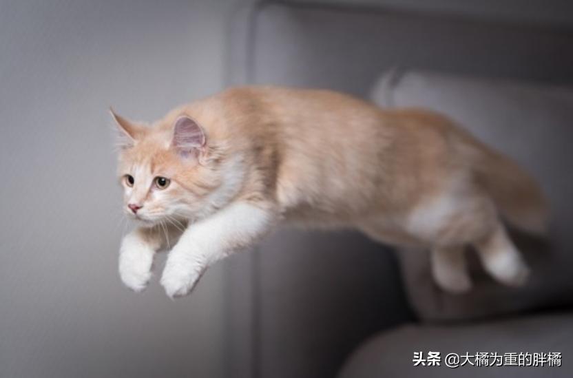 如果猫咪在家里乱蹦乱跳会怎么办,如果你家猫咪调皮怎么办