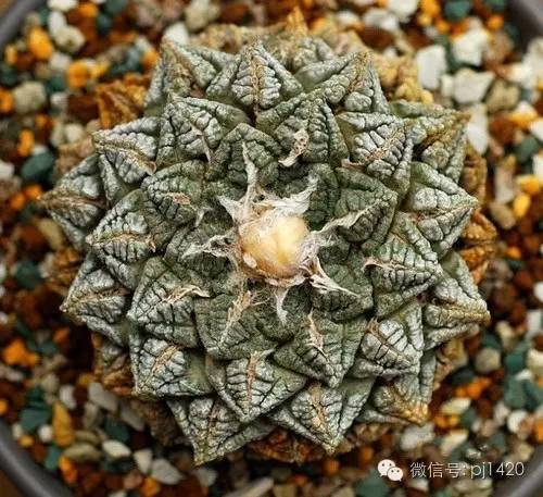 一棵牡丹能长到多大,一棵牡丹花能活多少年