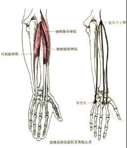 哑铃怎么练出小臂麒麟臂,锻炼大臂肌肉的方法在家就能练