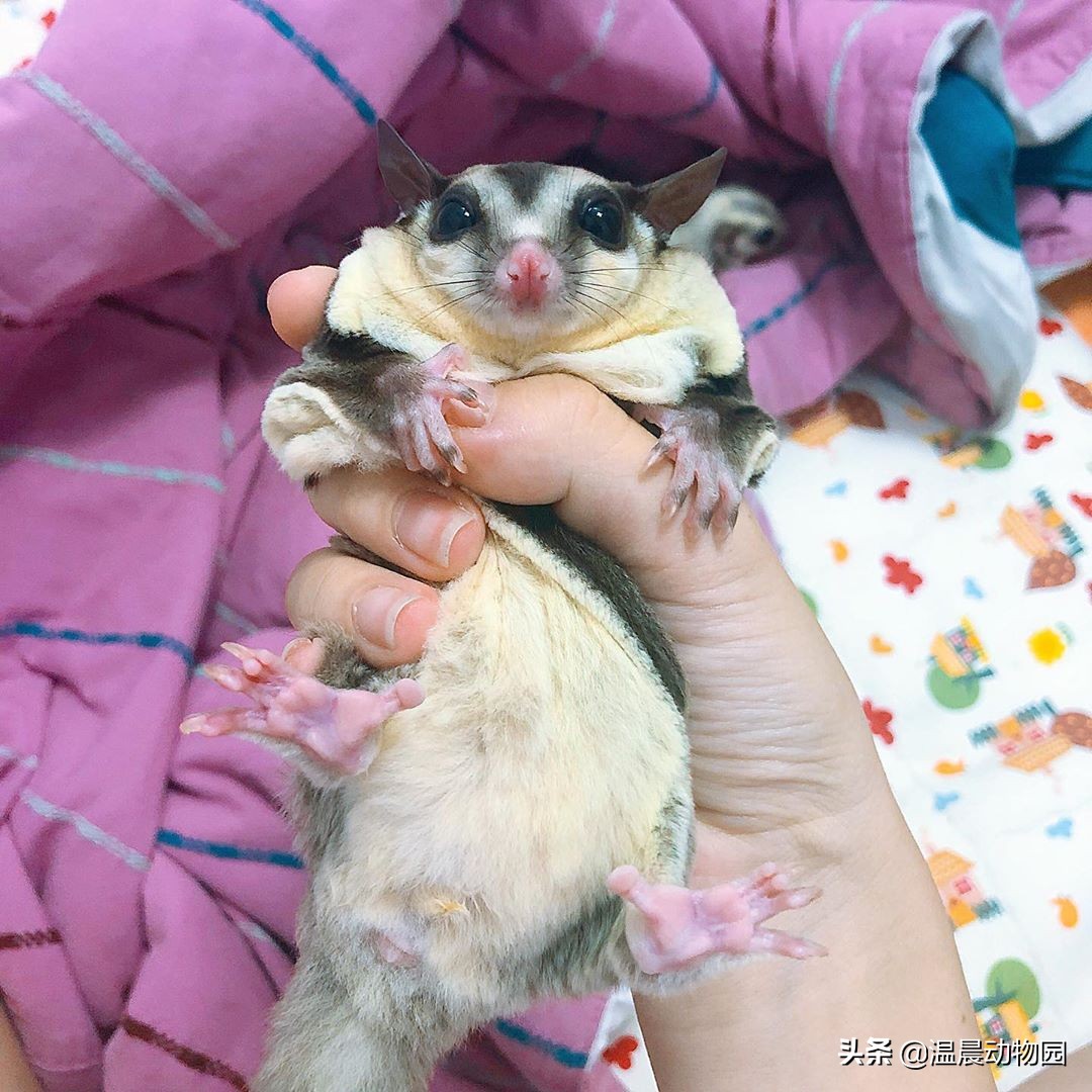 蜜袋鼯散养好吗,蜜袋鼯合法吗