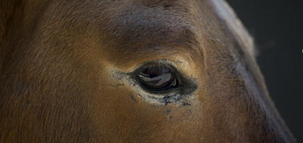 普氏野马为什么濒危,吉木萨尔濒危动物普氏野马介绍