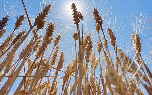 各种蔬菜水果祖先的样子,各种蔬菜祖先