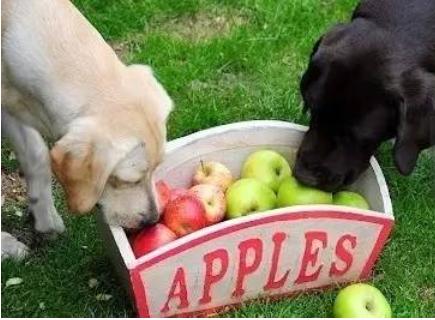 给宠物降温的正确方法,炎夏宠物怎么降温