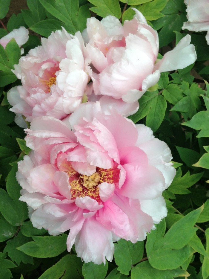 积极上进正能量简短格言短句,积极上进的正能量短句