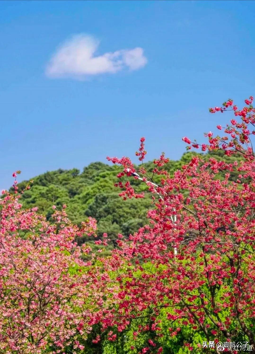 被大理的美景所折服,被丽江的风景美到了
