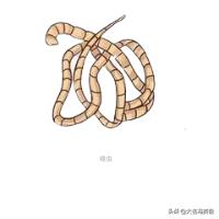 定期做驱虫就没必要担心,定时驱虫为什么还有跳蚤