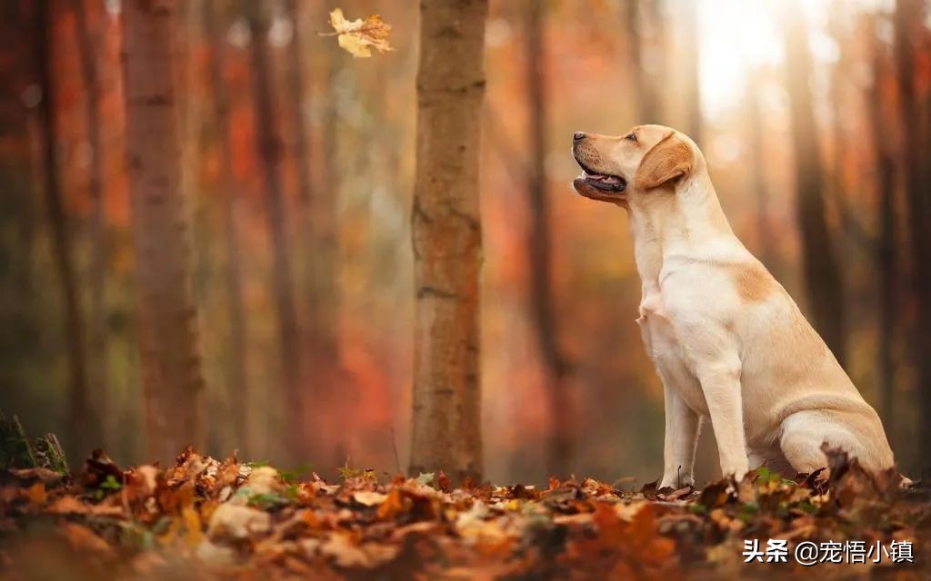 给宠物用药一定要慎用宠物抗生素,给宠物用的止痛药