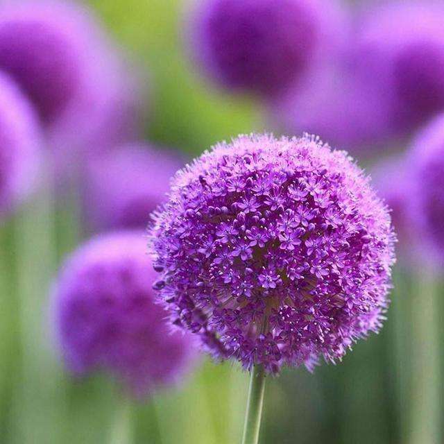 大花葱生出特别小的球能开花吗,大葱开的花就是种子吗