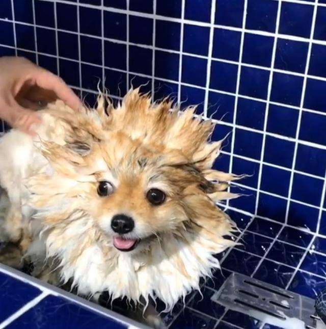 博美犬经常掉毛怎么办?铲屎官了解原因才好对症下药