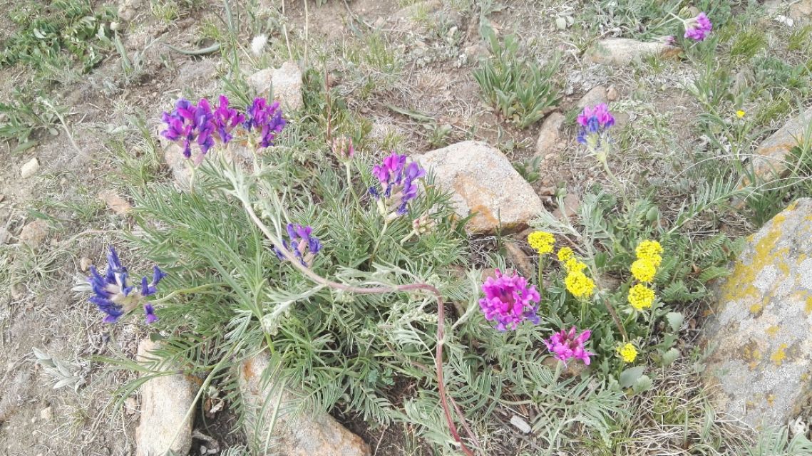 中国的66号公路张北草原天路图片,张北天路被誉为国内66号公路