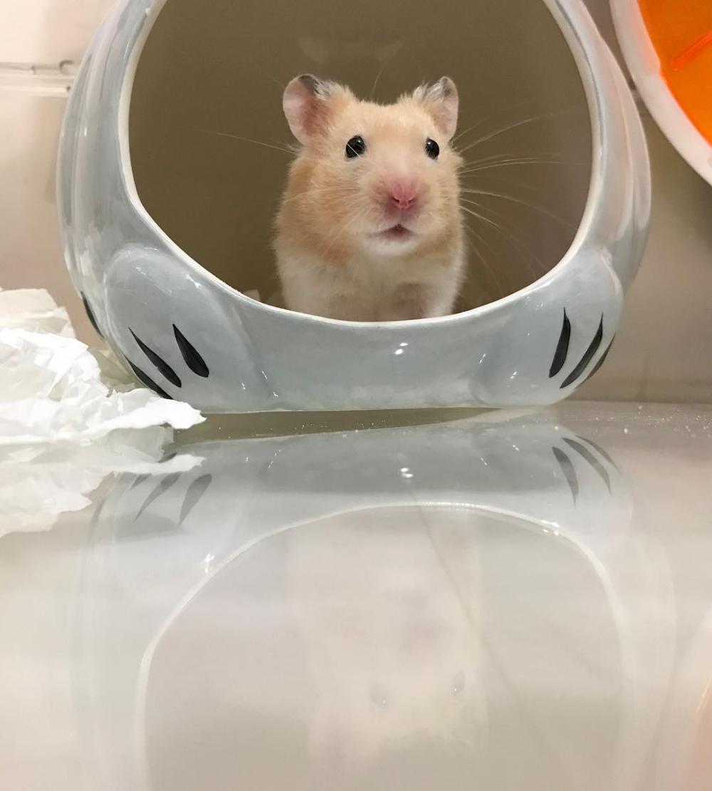 仓鼠老年期注意些什么事项,老年仓鼠该怎么对待他们