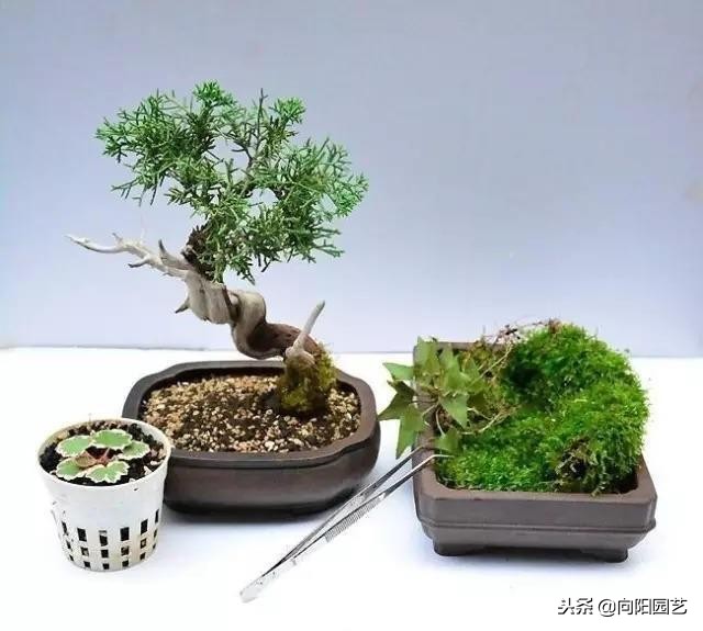 农民大爷自己做的盆景,老大爷盆景制作视频