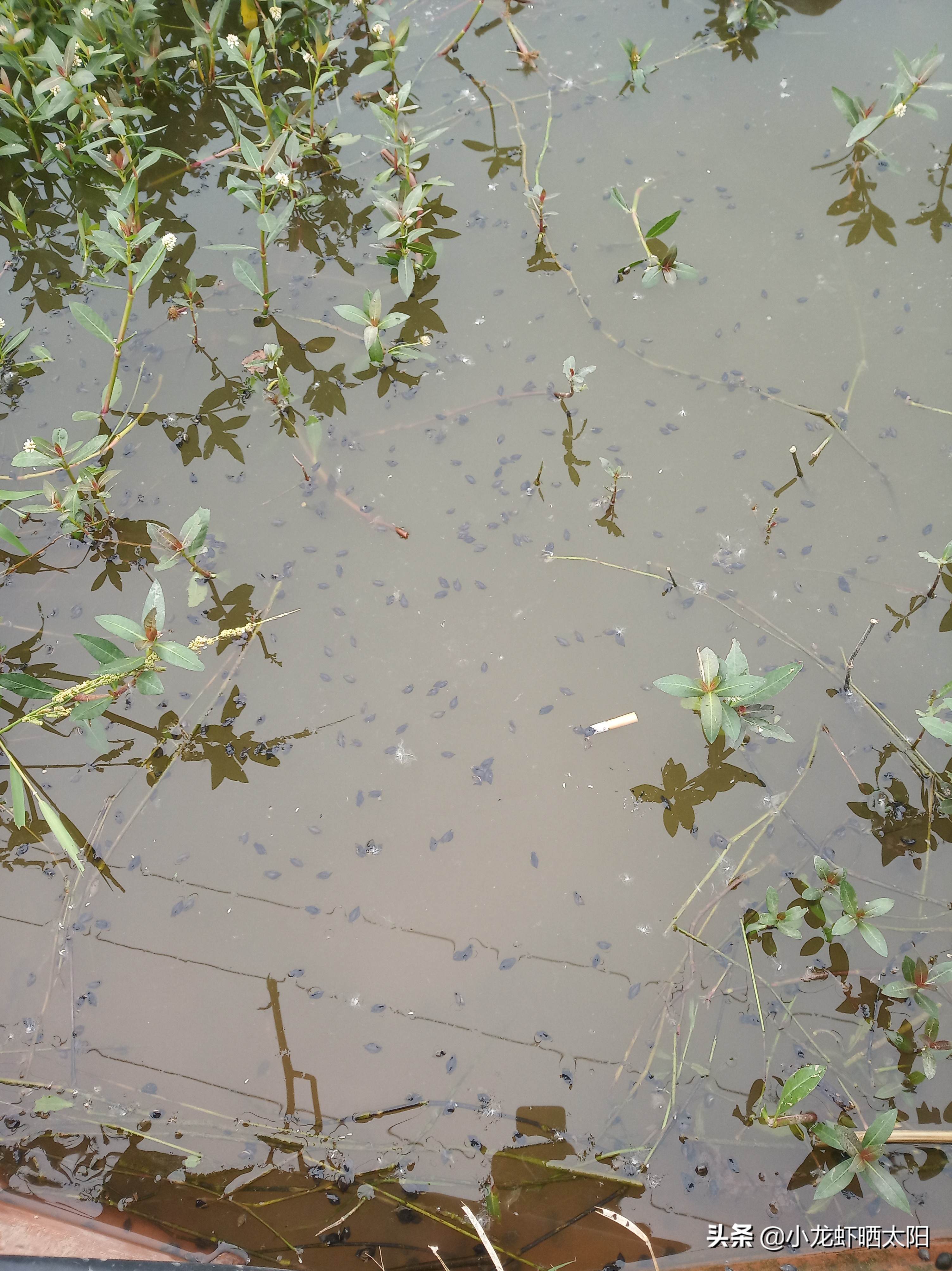 秸秆腐烂污染水怎么解决,稻虾田秸秆怎么处理最合适