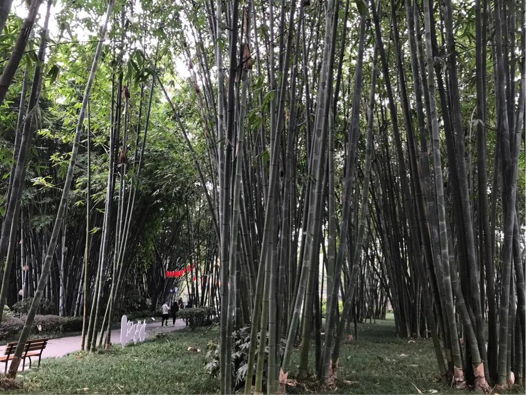 成都望江楼公园简介,成都望江楼公园要门票吗