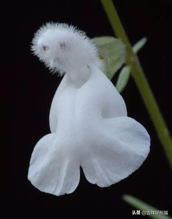 送给群友的美图,最新群相册大全