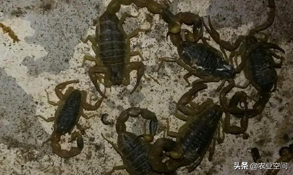 蝎子在养殖中的作用,蝎子的养殖营养价值