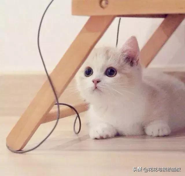 自制好吃猫粮,自制猫粮最简单方法