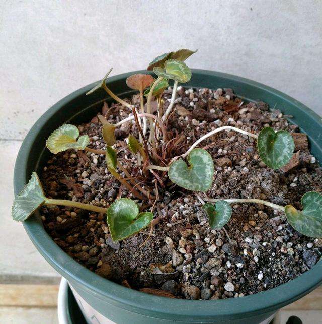 仙客来黄叶怎么补救视频,刚买回来的仙客来叶子发黄怎么办