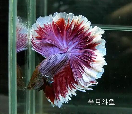 斗鱼的深度解析,斗鱼讨论