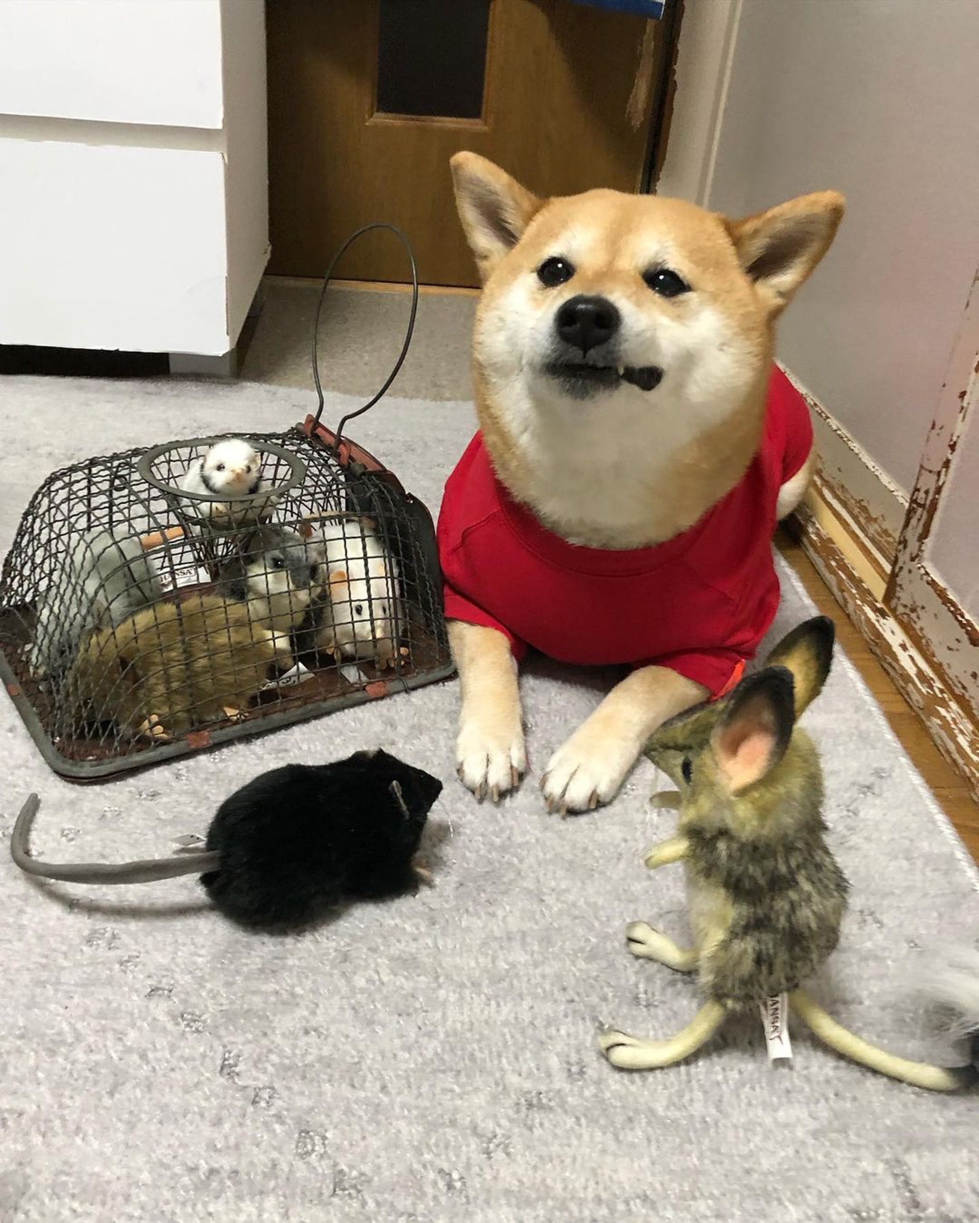 被砖头压住了!影帝柴犬超入戏25个连自己也骗倒的瞬间