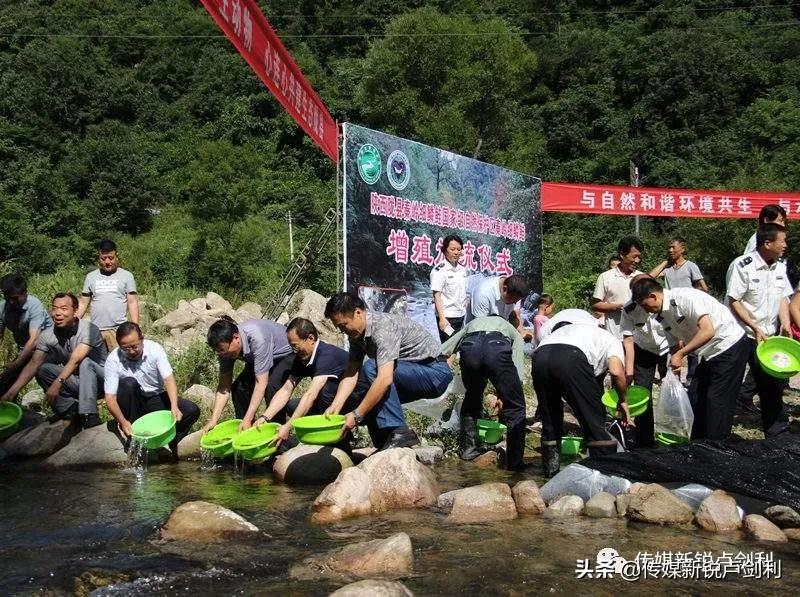 秦岭细鳞鲑科普,秦岭细鳞鲑百科介绍