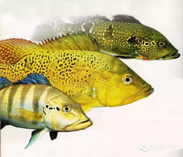 大型鱼观赏性,大型三间鱼