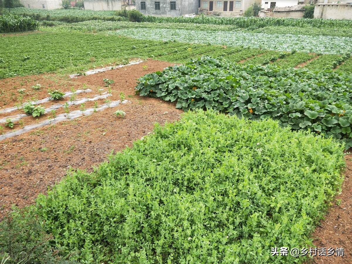 防治蚜虫有哪些特效方法？看我自己配制的，防虫防病又增产