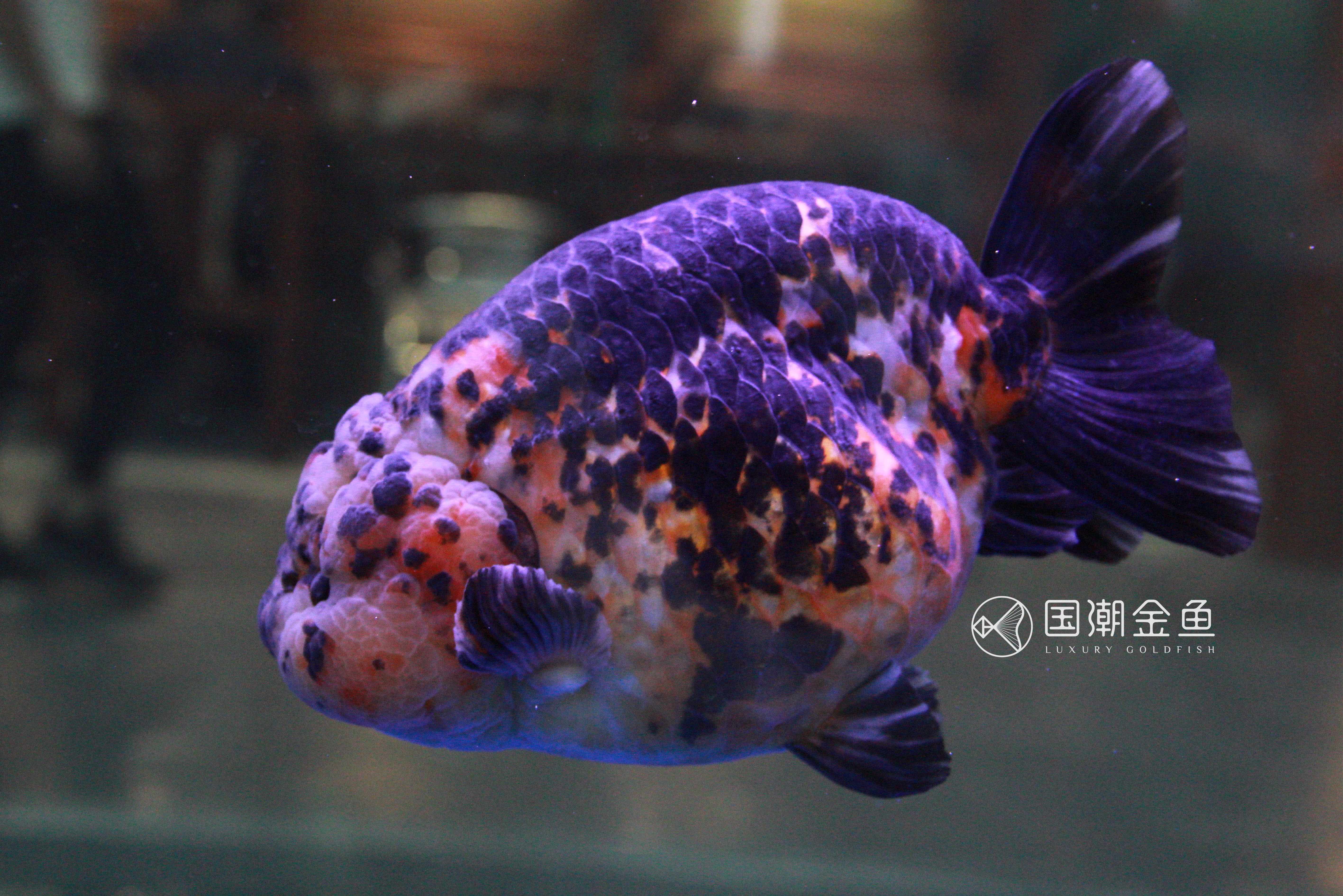 如何养金鱼保持水清澈,养金鱼怎么才能使水变清