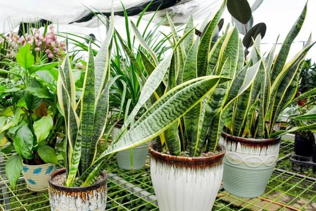 适合卧室养的10种花,养金枝玉叶放卧室可以改善睡眠吗