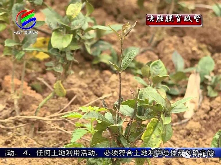 郁南振兴乡村项目,郁南县乡村振兴视频