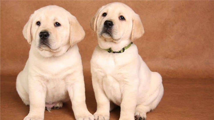 别随便摸狗狗这5个地方，很容易被咬！