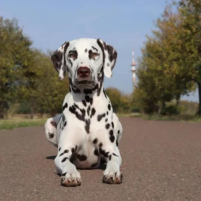世界各国大型猛犬排名,世界各国猛犬排名