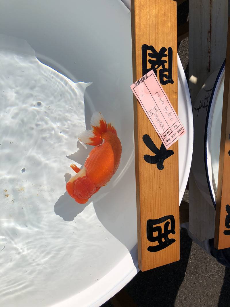 兰寿金鱼怎么养才能活得长久,兰寿金鱼当年好养还是两年好养