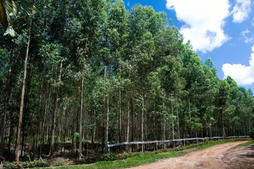 难灭的澳洲山火：桉树“点火”，猛禽“助燃”