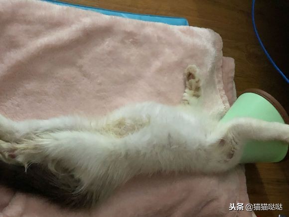 小猫得了猫癣怎么治好得快,小猫得了猫癣能治好吗