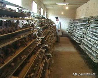 鹌鹑养殖投资计算,鹌鹑的养殖成本及利润率是多少呢