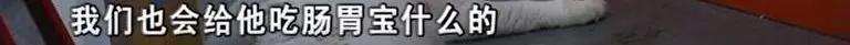 寄养“恶霸”离奇暴毙，医生说，可能是热的……