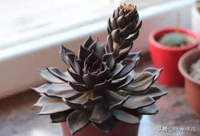 普货中的经典款，自带神秘暗黑属性的多肉植物：黑王子多肉植物
