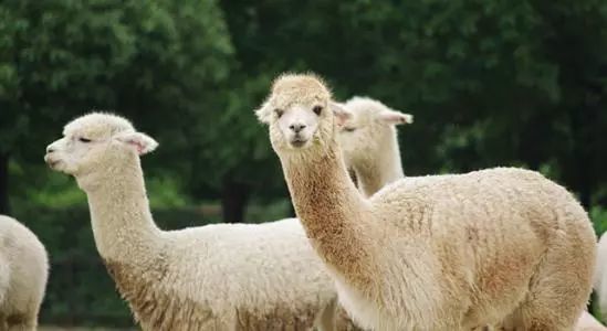 广州长隆野生动物世界的奇幻之旅,番禺长隆野生动物园1天旅游攻略