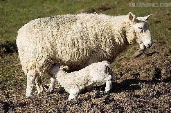 无论羊价怎样,这10种母羊必须淘汰!