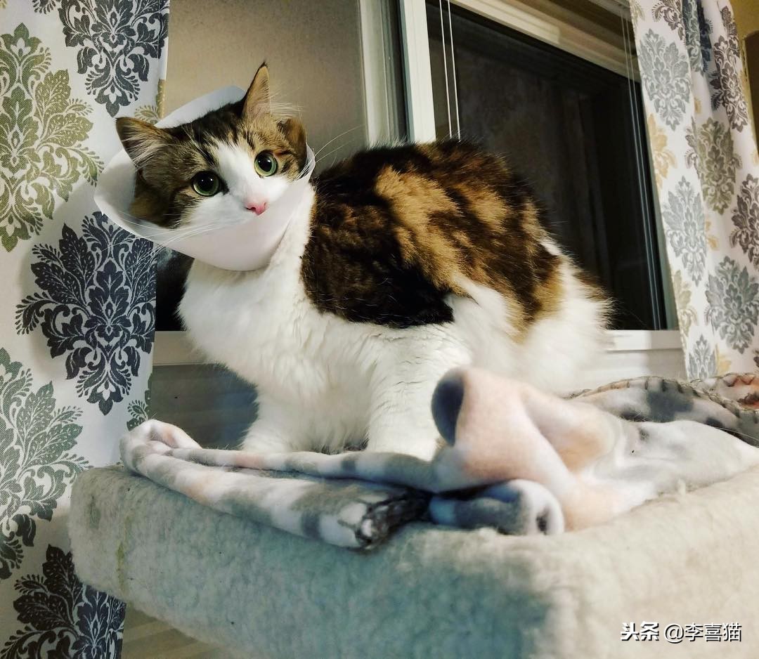 猫咪做完绝育有什么要注意的,猫咪绝育术后消炎药