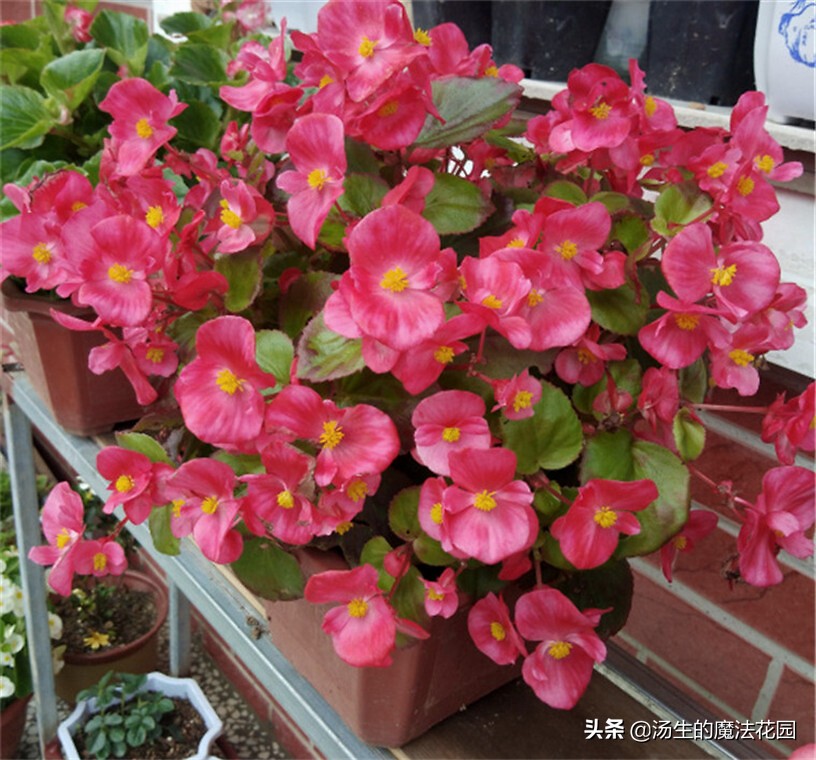 四季海棠暖气房养为啥不开花,四季海棠每年什么时候发芽开花